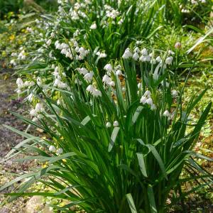 Leucojum Aestivum (x8)